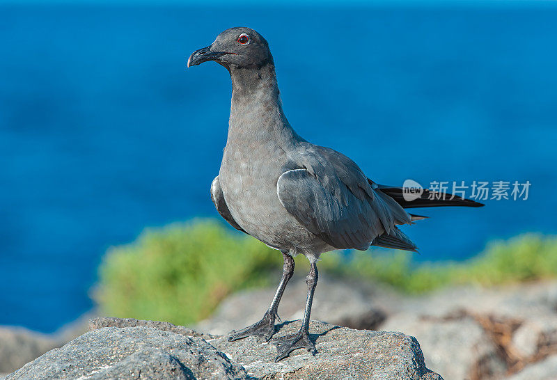 熔岩鸥，Larus fuliginosus, isllote Mosquera, Mosquera岛，加拉帕戈斯群岛国家公园，厄瓜多尔。罕见的。